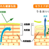 知っていて損はない！？紫外線対策でセラミドを配合した美容液を使う驚きの理由