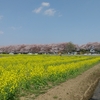 【桜】超人気、権現堂の桜まつり　高速で散っています　(埼玉）