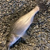 【釣果報告】久々のおかっぱりっ！