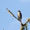 オオハシノスリ(Roadside Hawk)