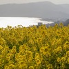 小田原城の梅と二宮の菜の花