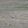 イカルチドリ　広い河川敷に