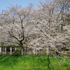 武蔵野の森公園、野川公園、野川沿いを花見散歩して武蔵野うどん