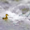 水鳥に餌をあげないで。ケンカで孤立したヒナ。カルガモ雛鳥の家出。ハクセキレイの幼鳥が捕食、ケンカ【カルガモ親子速報0609C】2022年6月9日