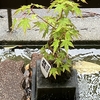 一日中、激しい雨が降っています。