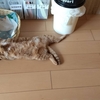 台風接近中で、お水が売ってない