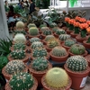 安くてそこそこ大きい観葉植物が欲しい人におすすめ！IKEAの園芸コーナーが意外と充実してた。