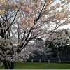 五島列島（福江島）の外濠公園と城山神社の桜