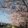 耳鼻科と桜めぐり