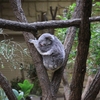 名古屋で科学とグルメに触れる１泊２日ドライブ（２日目：東山動植物園　2017年11月の記録）