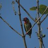 ムネアカゴシキドリ(Coppersmith Barbet)