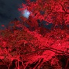 【大人デート】八芳園・TOKYO RED GARDENに行く