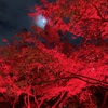 八芳園・TOKYO RED GARDEN