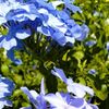 ☆ルリマツリ（瑠璃茉莉）が咲いていて。。