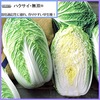 白菜基本情報２   　1.　白菜は白くない？　現在の主流は黄芯白菜．市場を席巻するようになったのは，1980年代になってからのことだそうです．「ハクサイは白いから白菜なんだ」と言っていた種苗会社も，こぞって黄色いハクサイを育成しています．２．白菜の栄養  「白菜には目立った栄養素はない」と言われていますが，「野菜に期待される栄養素は，まんべんなくもっている」  「大量に食べることが出来る」     この二つの利点を忘れてはいけないように思います．