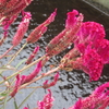 朝撮れの花実に見蕩れ