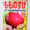 カブの一種「もののすけ」を水耕栽培。物珍しさに惹かれたので育ててみます