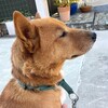 心臓の鼓動はヒトより早いからそのうち君は年下になる