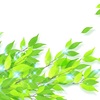 「青葉の頃」の風、嵐、雨・・・・