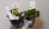塊根植物の水加減が分からない。また、根腐れさせてしまいました。