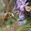 ハチが動き始めました。