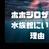 生態ピラミッドの頂点に立つのは誰だ クマの動物研究 生態ピラミッドの頂点に立つのは誰だ クマの動物研究