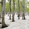 ◆'20/05/16   残雪と新緑の県立自然博物園へ②