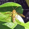 ハチガタハバチの一種
