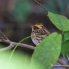 冬鳥探し、難航してます。