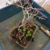 植え替え開始・・・。