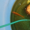 サヤミドロを熱心に食べる金魚
