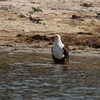 サンショクウミワシ(African Fish Eagle)