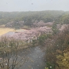 桜満開のこの時期に雪が降りました。授業スタート。