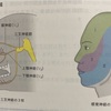 身体の仕組みSeriesその1『三叉神経』眼神経・上顎神経・下顎神経のメカニズムと障害について鍼灸で対応出来る事もあります‼︎