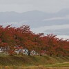 雨に霞んだ紅葉