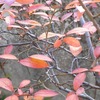 庭の草木の紅葉