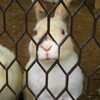 野鳥写真展「一度会いたい小鳥達」
