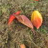 桜紅葉の色合い