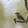 レモンオリーブヒタキ(Lemon-bellied Flycatcher)