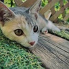 【483日目】猫、旅行中(たぶん)