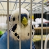 たまかにはこれに夢中！〜ドラムとジョジョとセキセイインコ〜