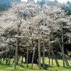 ３月２７日（土）淡墨桜へ行きます