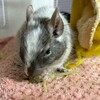 しろごまあん995日目