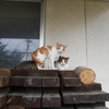 屋内の気の滅入る仕事と猫達の雨やどり