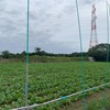 ハウス横の間引きが終わりました