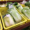 JAに行ったら今冬初のオレンジ白菜をみつけたので今夜はシチュー