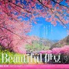 今年の伊豆・河津桜アタックはいつにしよう・・・・？？？？