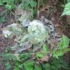 【隠居の朝の一言　無関心は死を招く　08/16】
