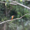 コウハシショウビン(Stork-billed Kingfisher)