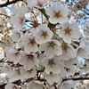 5月！桜が満開